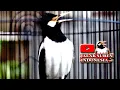 Download Lagu PUTARKAN INI JALAK SUREN ANDA AKAN GACOR SEPANJANG HARI   #jalaksurengacor