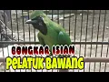 Download Lagu CUCAK IJO BONGKAR ISIAN PELATUK BAWANG