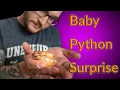 Our Best Baby Ball Python Clutch Ever Emotional Surprise Egg Cutting