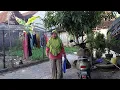 Download Lagu Makan Sendiri Di Kaplingan ‼️Habis Ngocor Tanaman