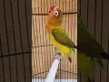 Download Lagu LOVE BIRD PAUD FIGHTER WARNA EWING GREEN CALON DURASI PANJANG