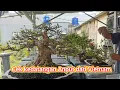 Download Lagu Kedatangan Empat Bonsai anting putri produk Vietnam