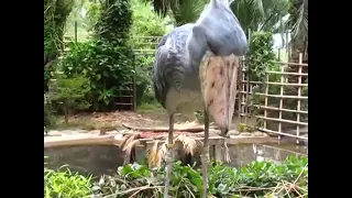 صوت طائر أبومركوب الغريب Shoebill Storks Sound 