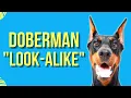 9 DOGS THAT LOOK LIKE DOBERMANS Copycats