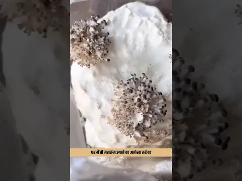 घर में मशरूम उगाने का आसान तरीका