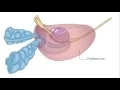Benign Prostatic Hyperplasia BPH - An Easy Explanation part 1 of 2