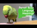 INDIAN RINGNECK PARROT body language meanings part 1