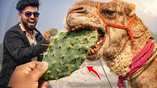 Camel Eats Thorny Cactus 😱  | You Won't Believe This!"
