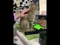 Download Lagu Cat:sorry,this is not written in the contract #cat #funnycat #cats #funnyvideo #fyp