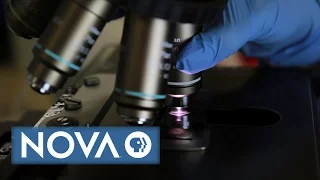 Download What Makes Science True | NOVA MP3