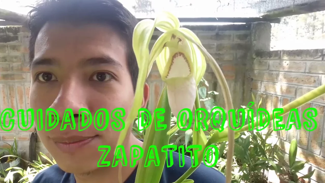 CÓMO CUIDAR ORQUÍDEAS ZAPATITO (PHRAGMIPEDIUM Y PAPHIOPEDILUM) ? ORQUIPLANET