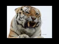 Download Lagu Tigre rugido   Tiger's roar sound   high quality   the best