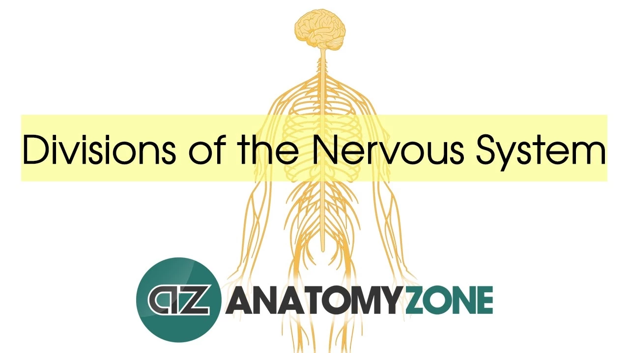 Divisions of the Nervous System - Neuroanatomy Basics