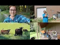 Download Lagu OUTDOOR FARM PROJECTS COWS, DRYING CLOTHES ON THE LINE, COUNTRY LIVING OFF GRID KIMI COPE