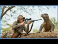 Komodo Dragon Hunting – Dangerous Moments Hunter Takes Down Predator with Perfect Shots