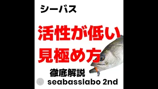 【釣れない原因】シーバス  活性が低い時の見極め方　徹底解説！