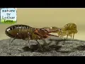 Download Lagu Pseudoscorpion hunts springtail. Pseudoscorpion jagt Kugelspringer