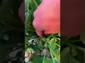 Download Lagu How to Properly Deadhead Geraniums - Be Sure to Use this Technique