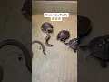 Download Lagu Have you ever seen a Worm eating a Turtle?🥵 #easternboxturtle #shortvideo