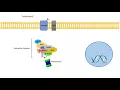 Wnt -Catenin Signaling Pathway Overview Purpose and APC Mutations
