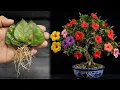 Make seedlings from the leaves of the Java tree with hydrogen and potassium