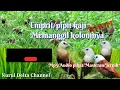 Download Lagu Suara pikat burung emprit/Pipit kaji memanggil koloni