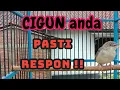 Download Lagu PANCINGAN CIGUN GACOR !!MASTERAN AGAR CEPAT BUNYI.         #cigunngebren #cigungacor #pancingancigun