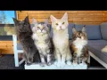 4 Generations of Maine Coon Cats Living Together
