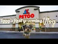 Iggy s PETCO Grooming