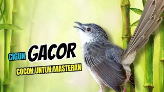 ciblek gunung gacor ngebren untuk masteran