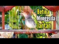 Download Lagu PRENJAK BETINA Menggoda PRENJAK JANTAN Suara Gacor bersahutan Ampuh buat PANCINGAN.