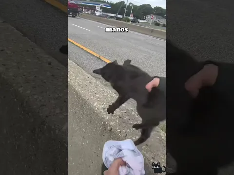 Rescató a un gato de una calle transitada 😱