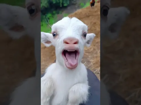 تربية الاغنام | ماع ماع | ياغنماتي | goat | معزة كيوت | تربية الحيوانات