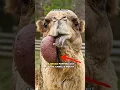 Why Camels Spit Out Their Organ