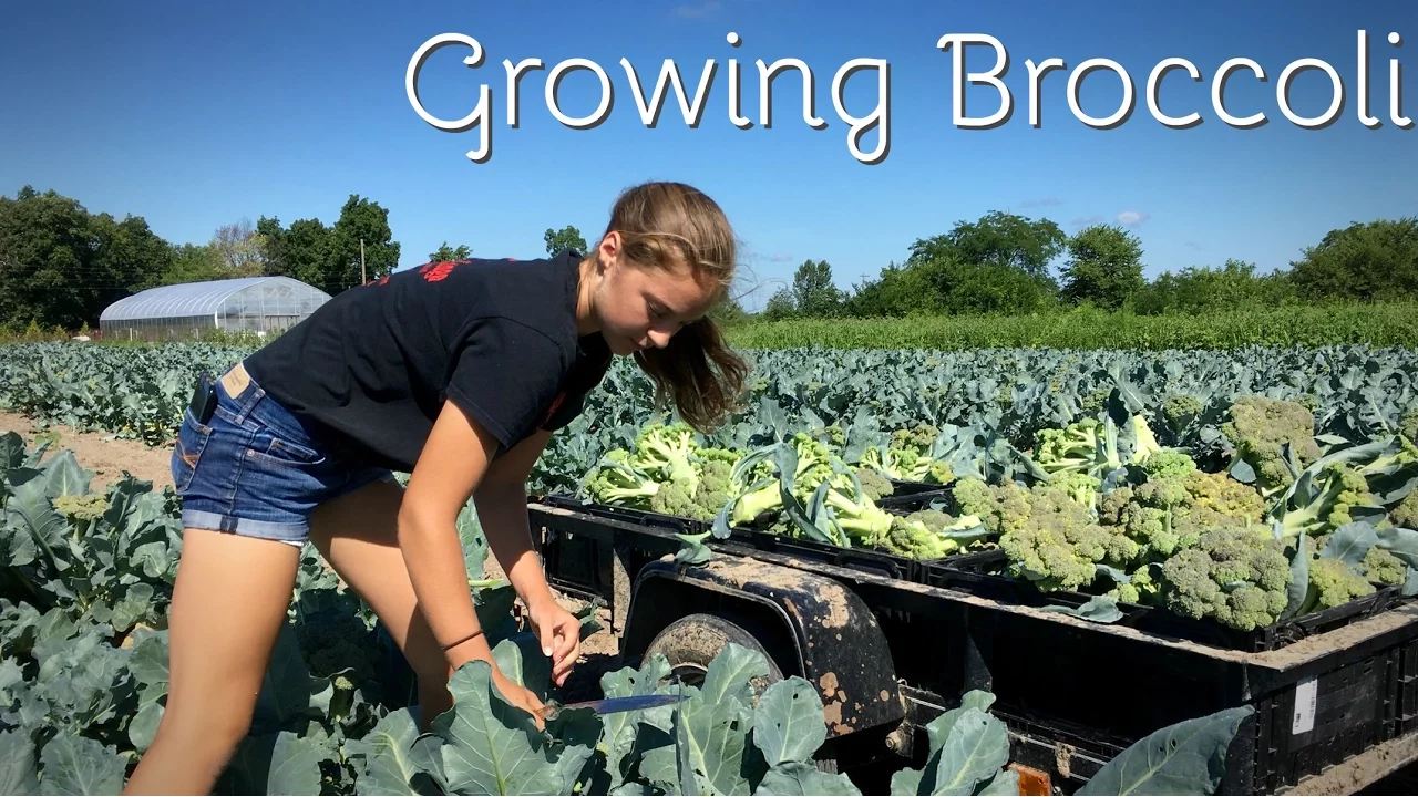 Growing Broccoli