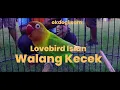 Download Lagu Masteran MANYOS! Lovebird Isian Walang Kecek