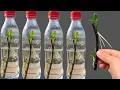 Download Lagu Orchideeën vermeerderen door middel van stekken: geheimen voor een tuin die het hele jaar door bl...