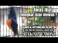 Lagu PANCINGAN Murai Batu FIGHTER NEMBAK ISIAN KASAR !! Murai macet bunyi dengar ini langsung EMOSI