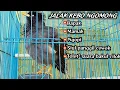 BURUNG JALAK KEBO ‼️PINTAR NGOMONG