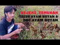 Berburu Ayam Hutan Hijau Di Alam Tak Disangka Temukan Telur dan Anakan Ayam Hutan