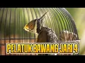 Download Lagu PELATUK BAWANG JARI 4 GACOR | PELATUK BAWANG BETINA | PELATUK TUNGIR EMAS | PELATUK BESI