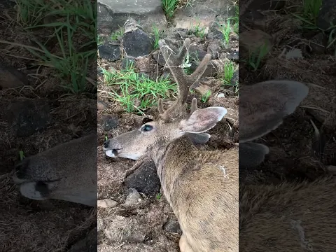 Buck Down!!!