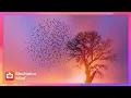 432Hz SOOTHE YOUR SOUL Align with the Nature Raise Positive Energy Vibrations