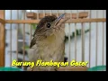 Download Lagu BURUNG PLAMBOYAN GACOR FULL TEMBAKAN COCOK UNTUK PANCINGAN MP3
