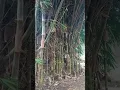 Download Lagu Denyut Jantung Di Dada (ada rindu untukmu)