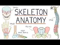 Download Lagu Anatomy of the Skeleton