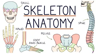 Download Anatomy of the Skeleton MP3