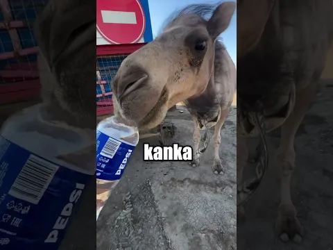 Sadece Su İçicektim