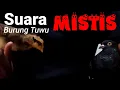 Suara Burung Tuwu Si Misterius Di Alam Liar //Mysterious Bird Sound