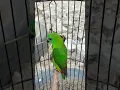Download Lagu masteran terbaik di 2025 teman  ternyata burung ini bagus sekali untuk masteran burung kecil #birds